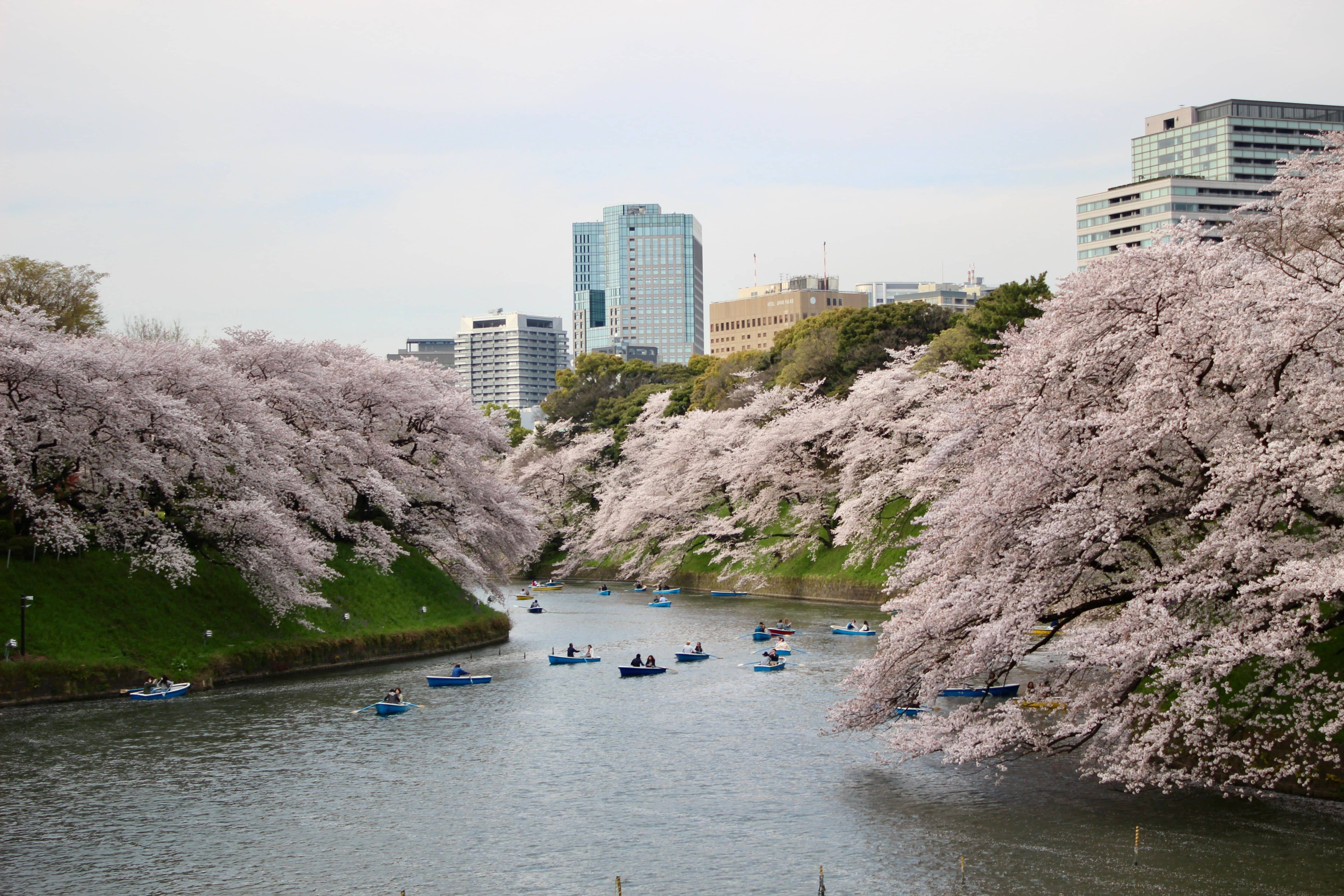 Rowboats on the Chidorigafuchi moat in Tokyo beneath overhanging cherry trees in full bloom