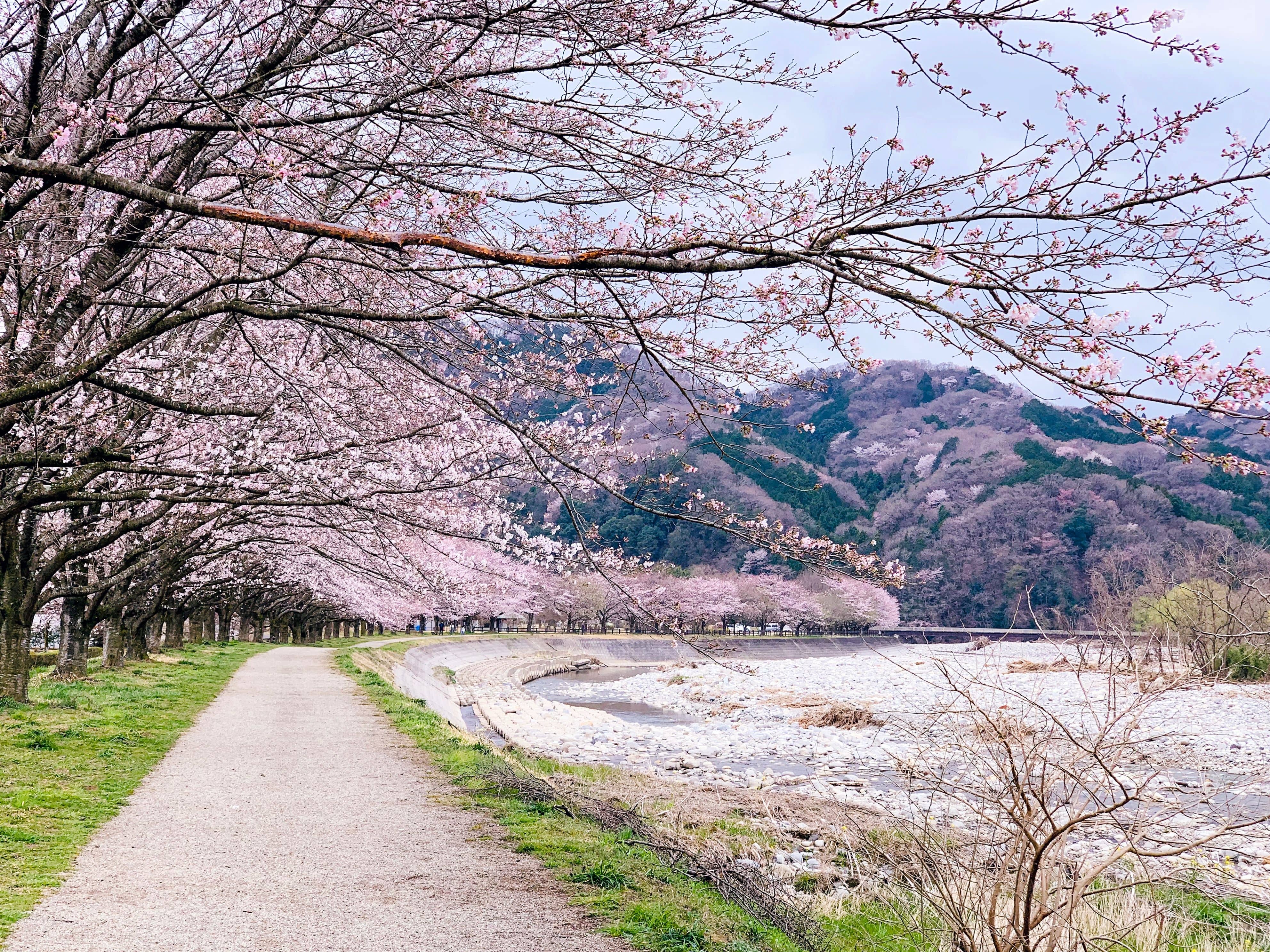 Groups picnicking on blue tarps under cherry trees in full bloom in a Kyoto park with bento boxes and drinks laid out