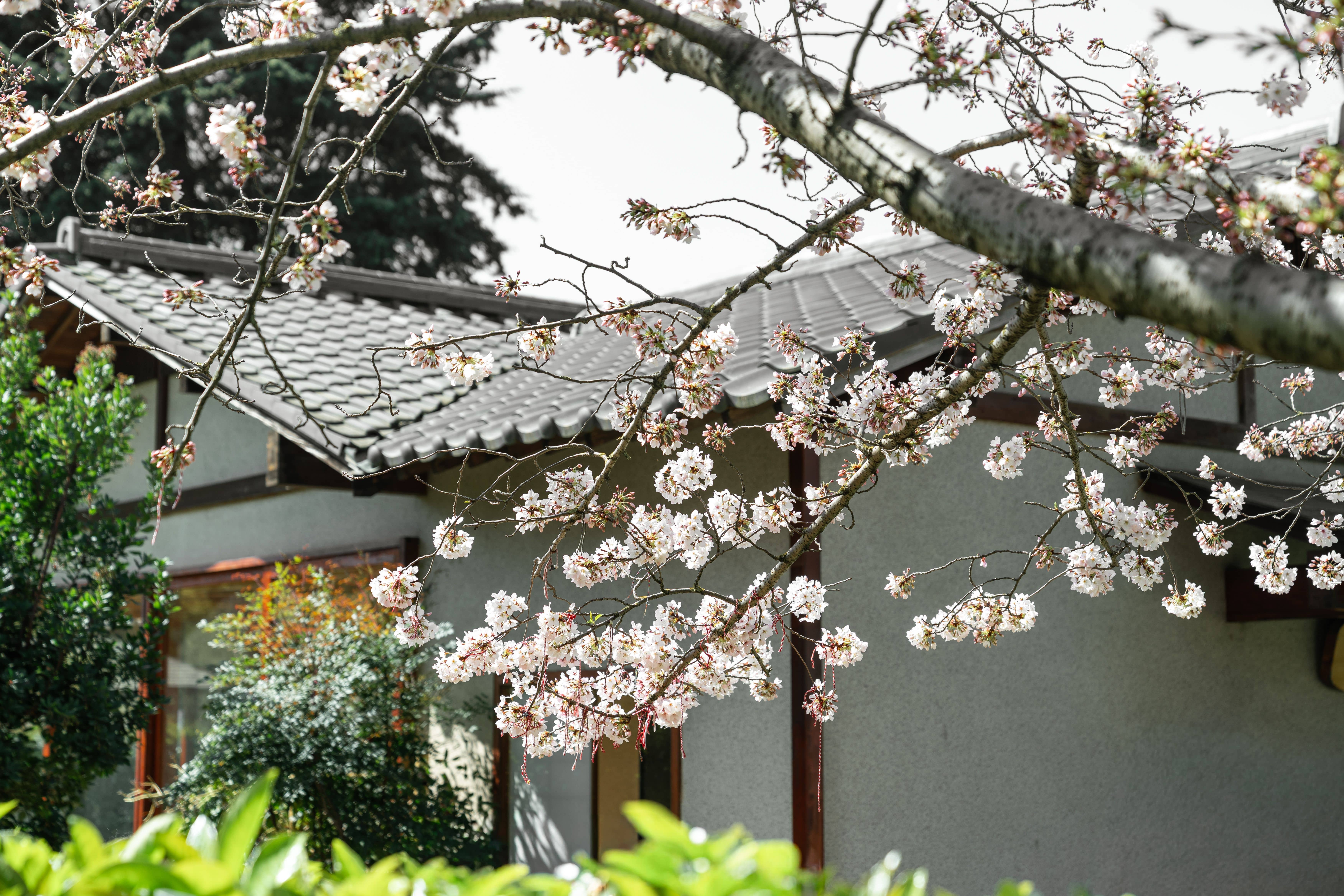 A traditional machiya townhouse guesthouse in Kyoto's Higashiyama district with a cherry tree in bloom over the lane