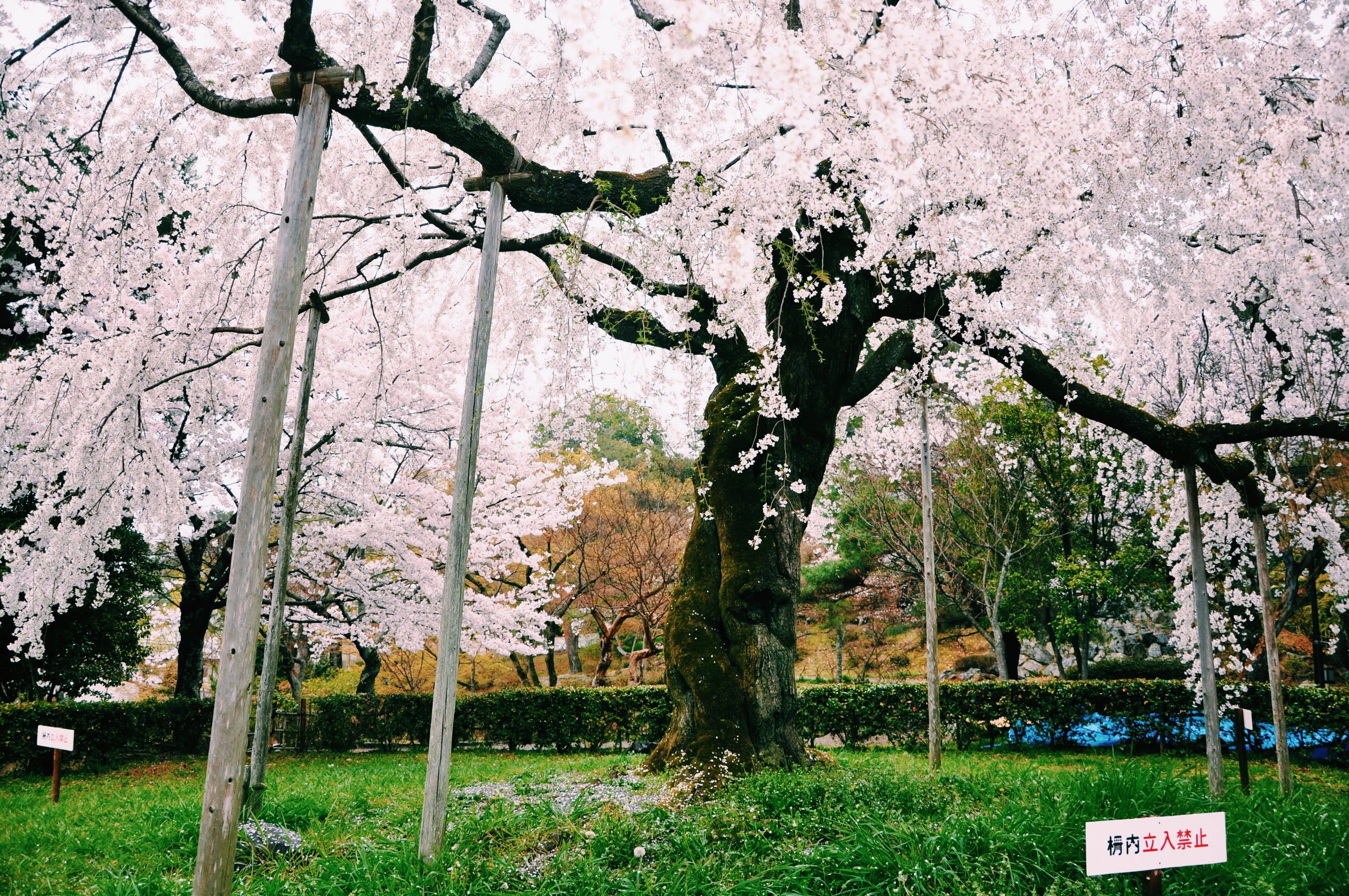 The illuminated weeping cherry tree in Maruyama Park, Kyoto, at night with crowds gathered around it