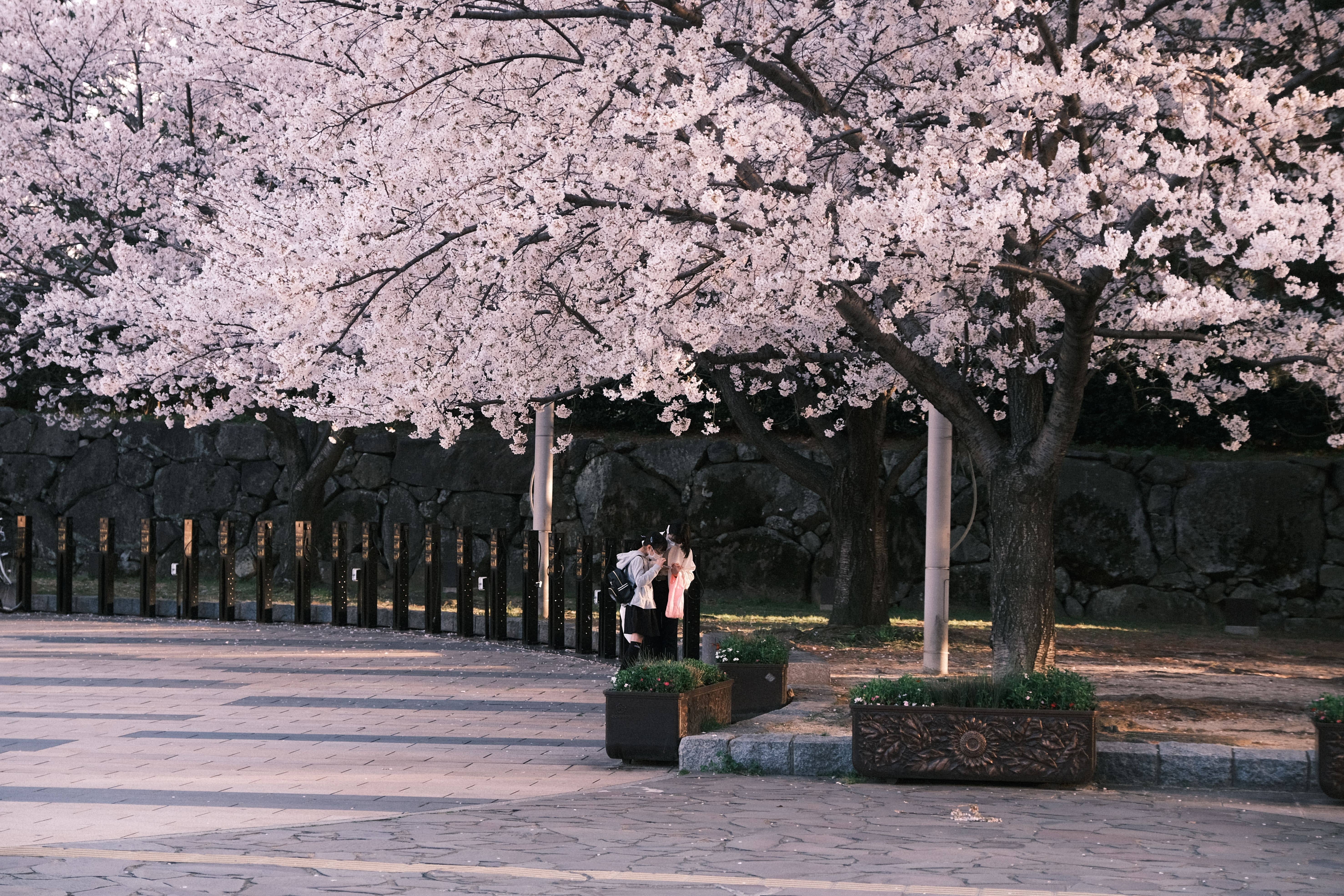 Visitors walking through the one-way cherry blossom tunnel at the Osaka Mint Bureau with double-flowered trees overhead