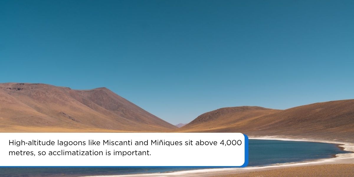 Altiplanic lake Miscanti in the Atacama Desert with blue water and snow capped volcanoes at high altitude
