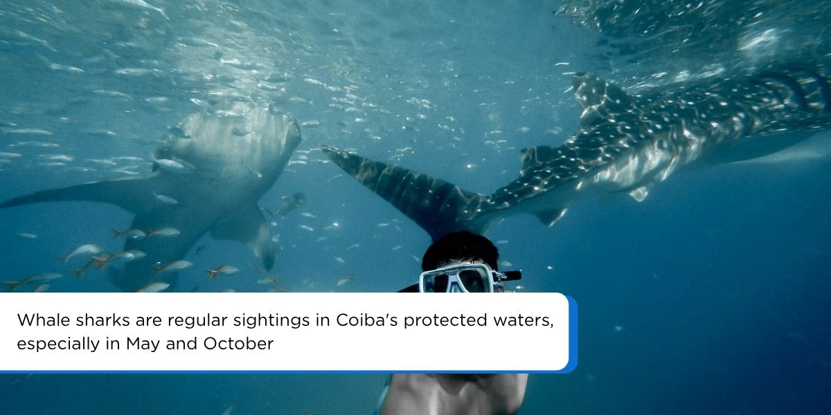 Snorkeling with whale shark Coiba Island Panama Pacific