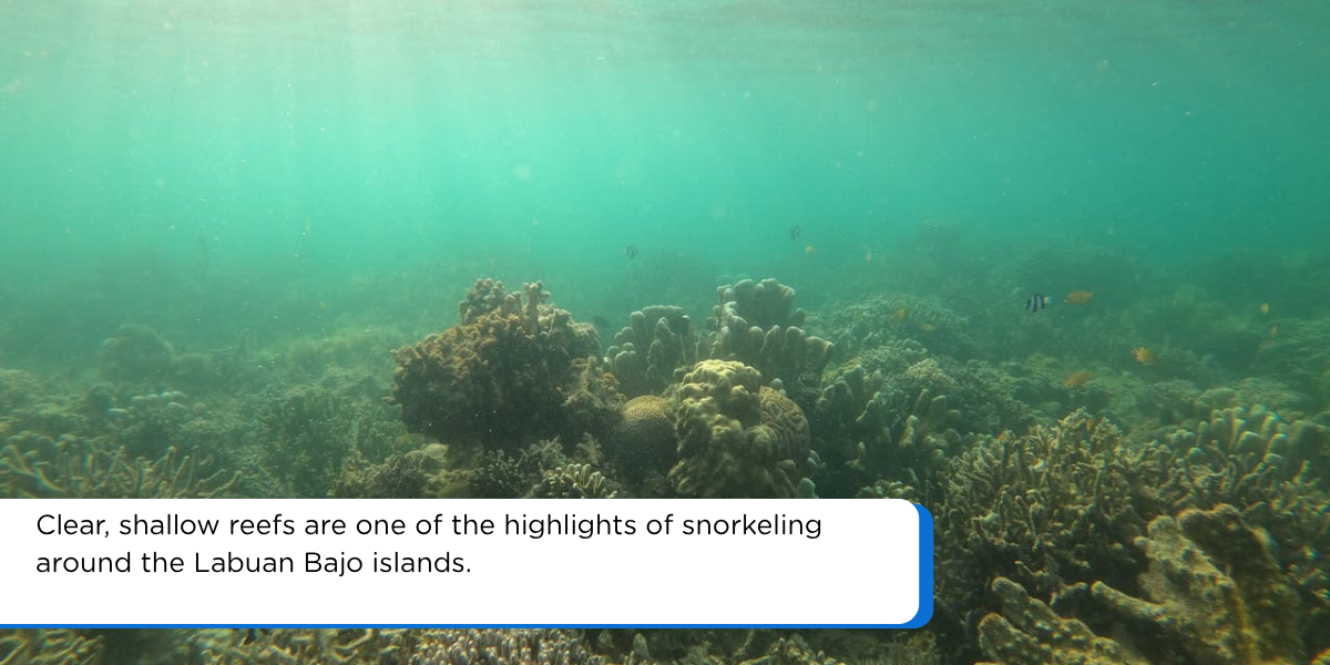 Clear Indonesian water with coral reefs and tropical fish near Labuan Bajo