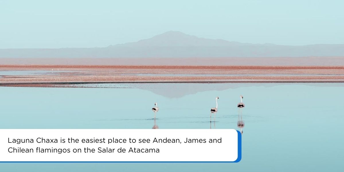 Pink flamingos feeding in shallow water at Laguna Chaxa on the Salar de Atacama salt flat