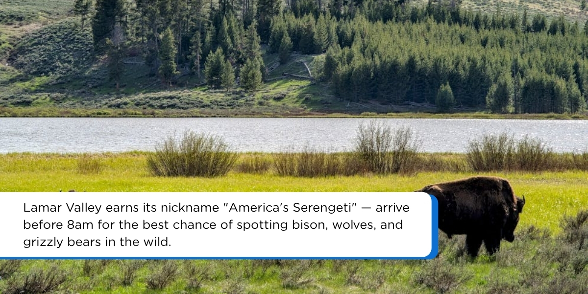 lamar valley bison herd wildlife yellowstone 3 day itinerary