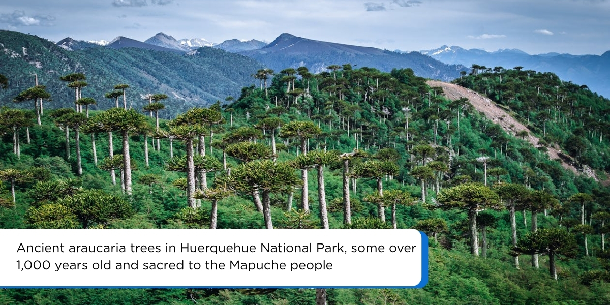 Araucaria monkey puzzle trees Huerquehue National Park Pucón Chile 1000 years old