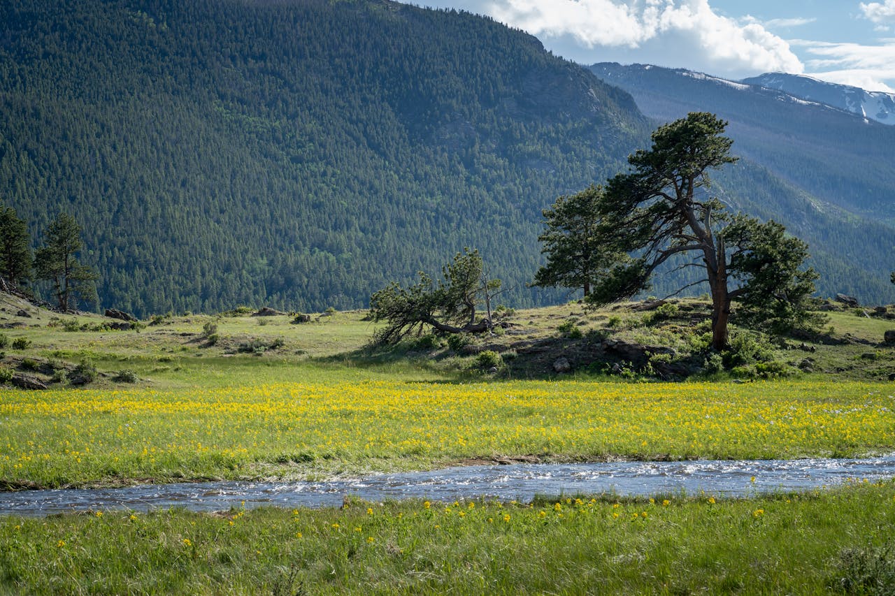 Mountain meadow with wildflowers, stream and pine forest in Rocky Mountain National Park