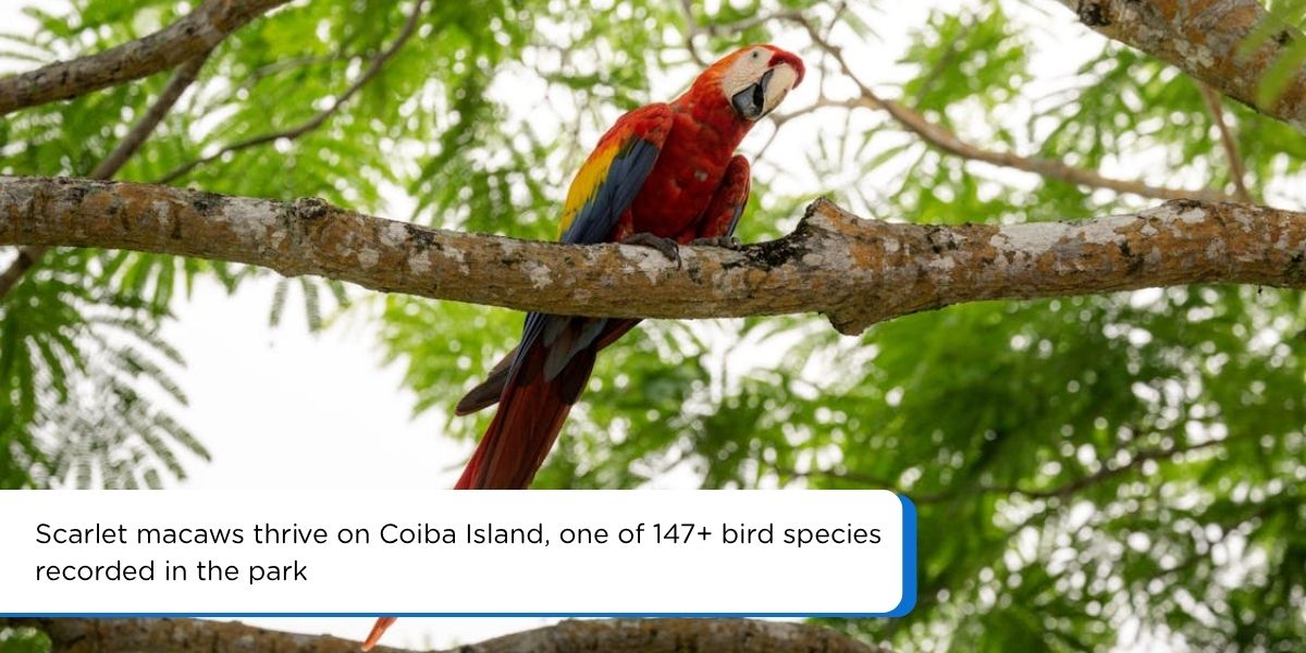 Scarlet macaw perched in tree Coiba Island Panama endemic birds