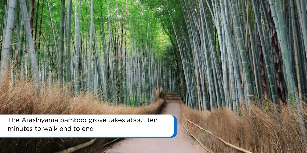arashiyama bamboo grove kyoto japan afternoon golden hour light