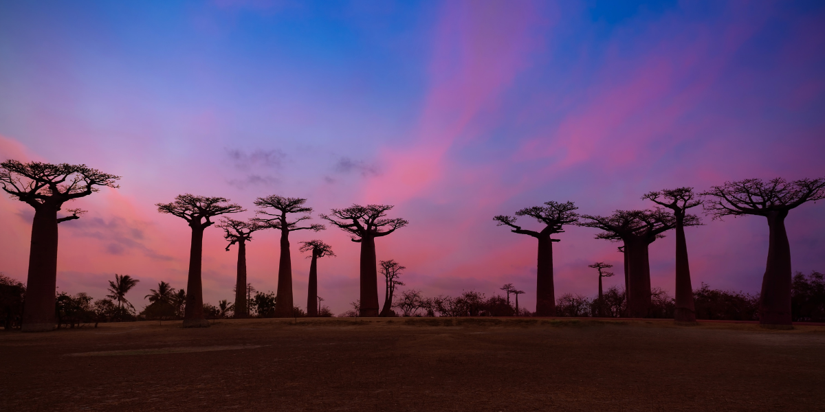 Avenue of the Baobabs at sunset in Madagascar – iconic landscape with towering baobab trees silhouetted against a colorful sky