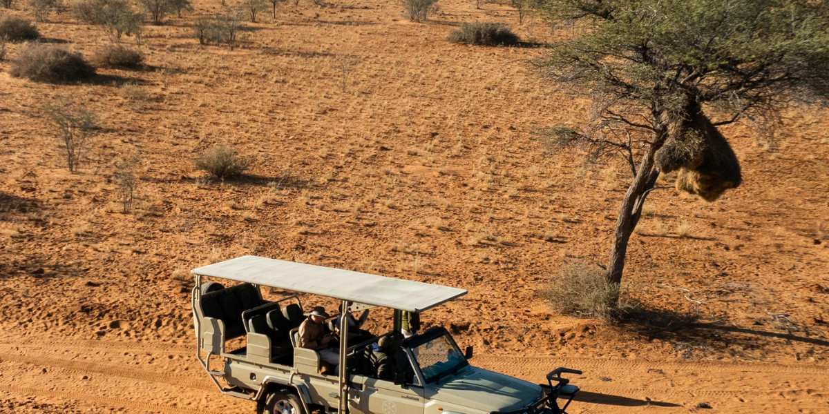 A safari jeep drives through the arid landscapes of the Central Kalahari Game Reserve in Botswana, passing a large sociable weaver nest in a tree.