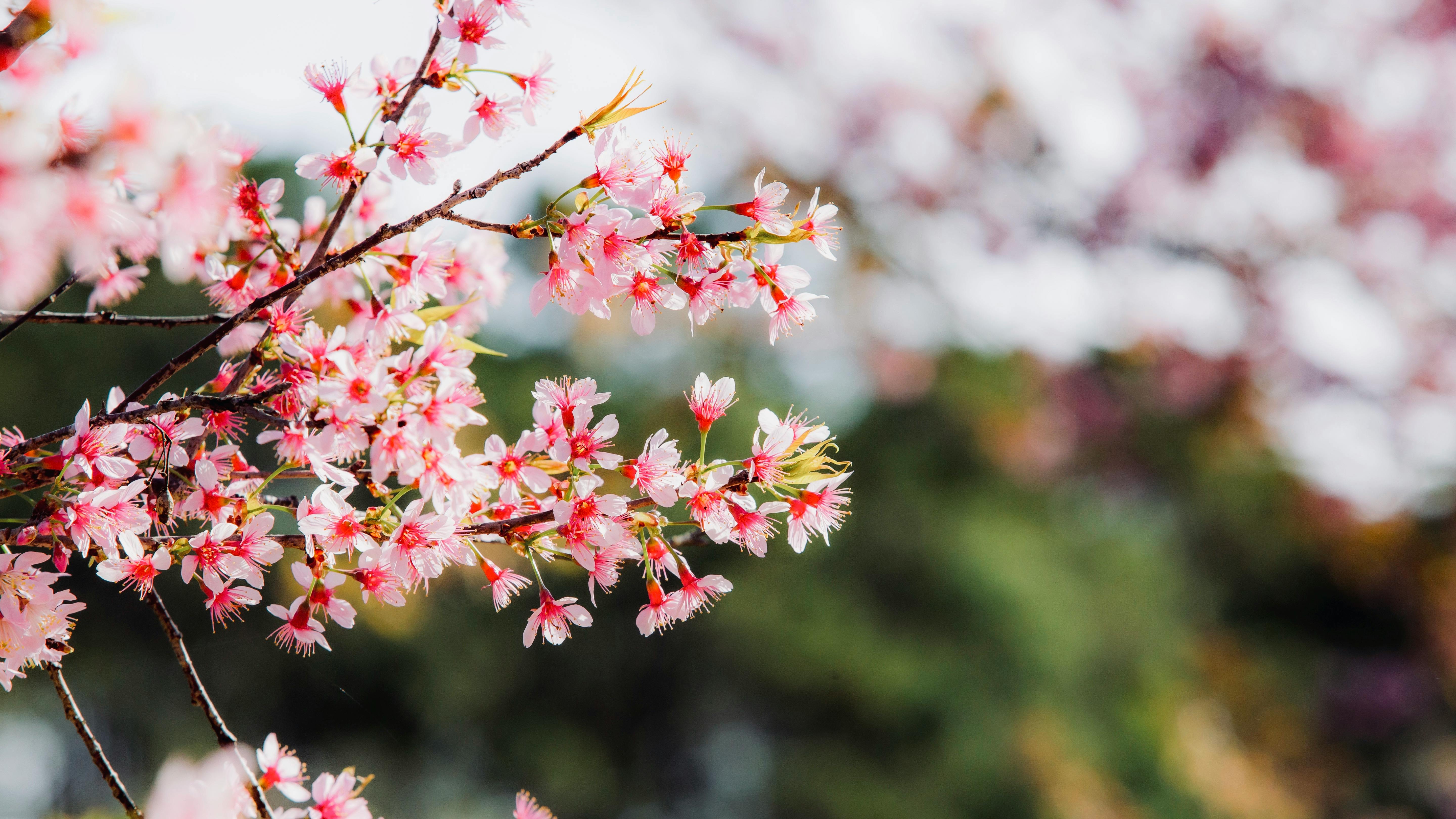 Cherry blossoms in full bloom during Măng Đen Festival 2026, Vietnam
