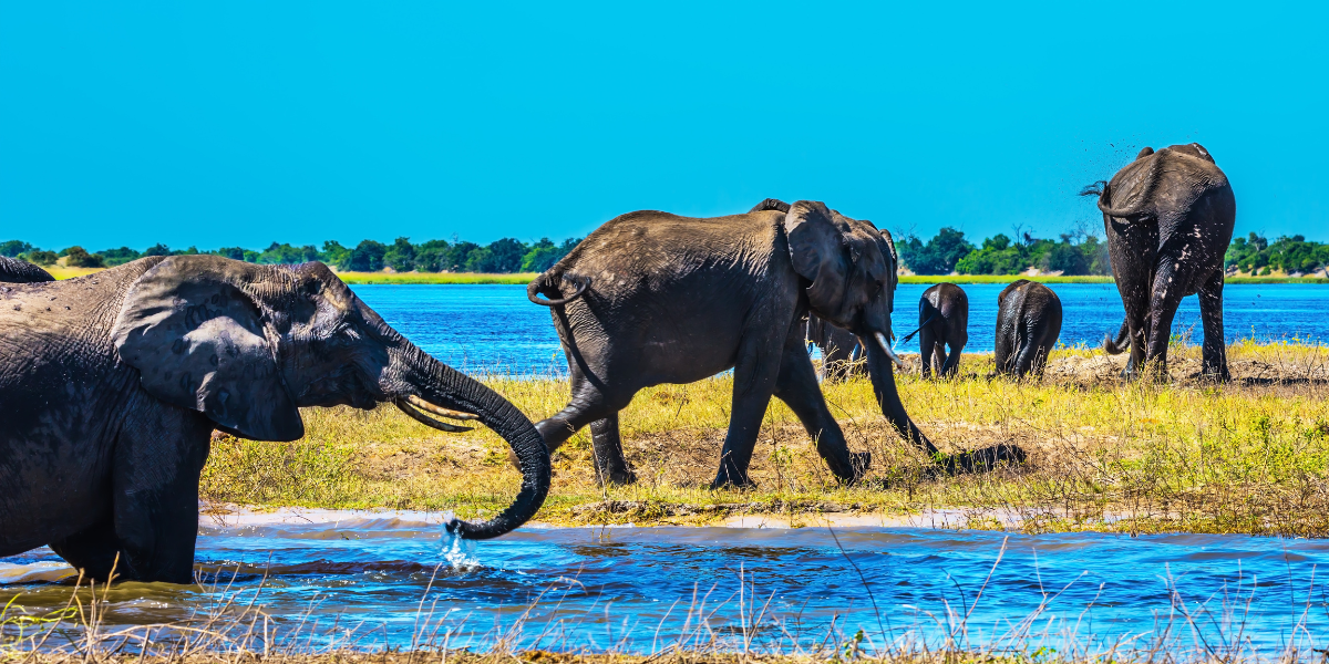 A herd of elephants walking and drinking along the banks of the Chobe River in Botswana during the dry season.