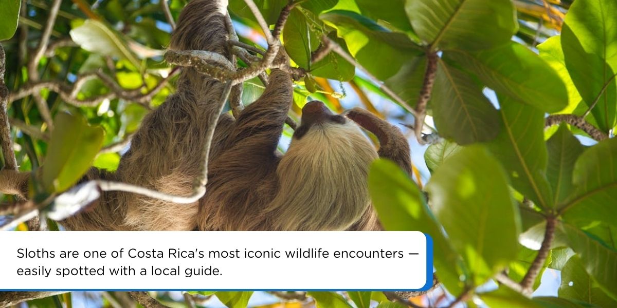Three-toed sloth hanging in Costa Rica rainforest on a 7-day itinerary