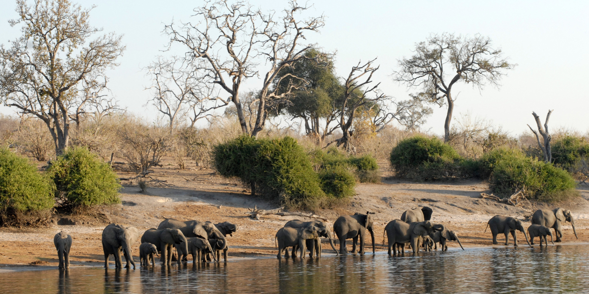 Elephants congregate at a waterhole in Botswana’s dry season, a peak time for wildlife viewing.