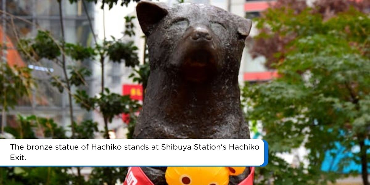 hachiko bronze statue outside shibuya station tokyo