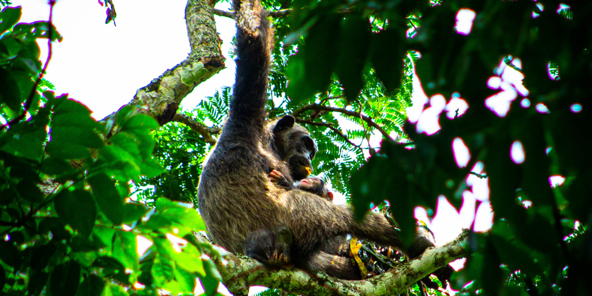 A mother chimpanzee holding her baby while sitting in a tree in Kibale Forest, Uganda