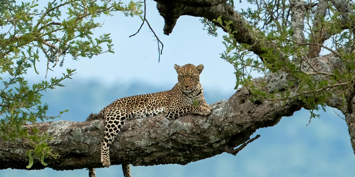 A leopard resting on a tree branch in Moremi Game Reserve, Botswana — a prime location for predator sightings.