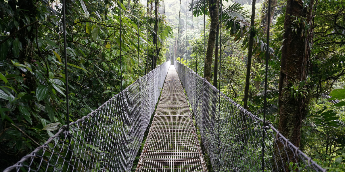 Suspension bridge surrounded by dense rainforest in Mistico Hanging Bridges Park, La Fortuna