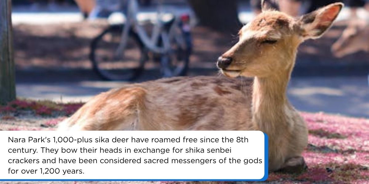 nara deer park sika deer bowing japan day trip from kyoto