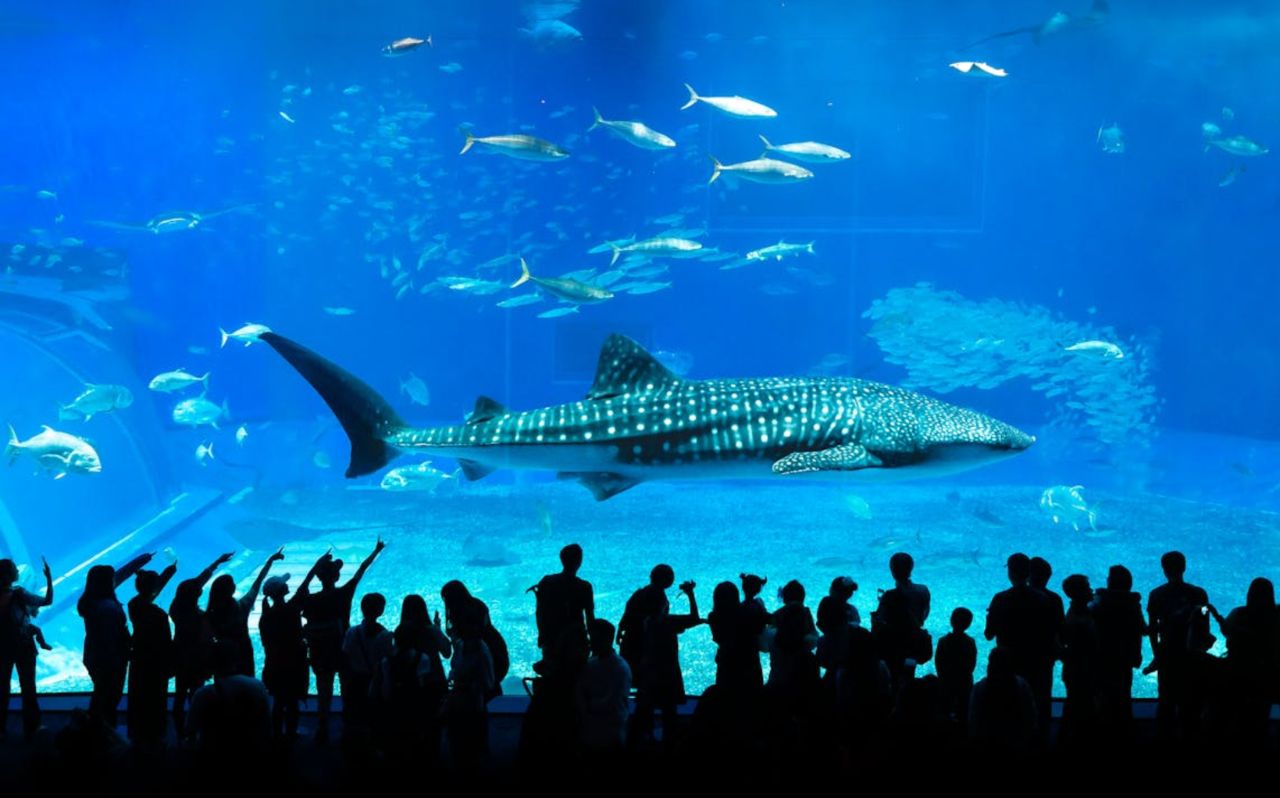 Whale shark swimming inside Okinawa Churaumi Aquarium