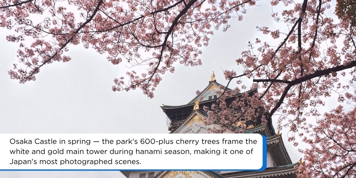 osaka castle surrounded by cherry blossoms in spring japan