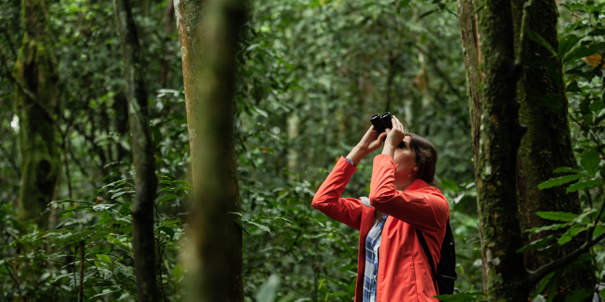 A traveler looking through binoculars in a lush Ugandan rainforest during a wildlife trek