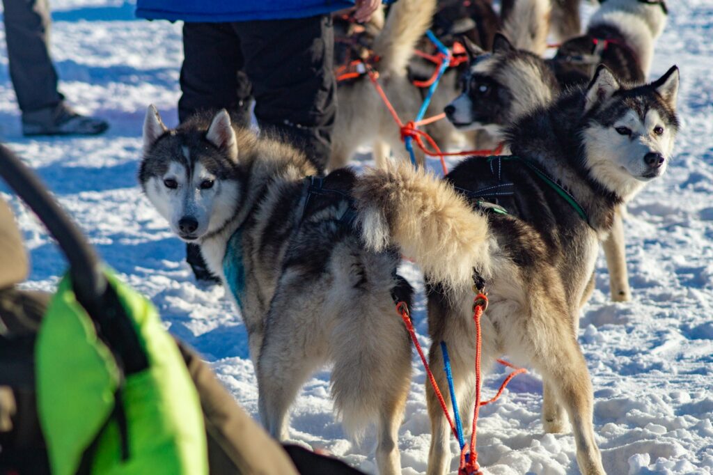 Đội husky kéo xe trượt tuyết – trải nghiệm đường dài, đẹp và thử thách tại vùng tuyết Bắc Âu.
