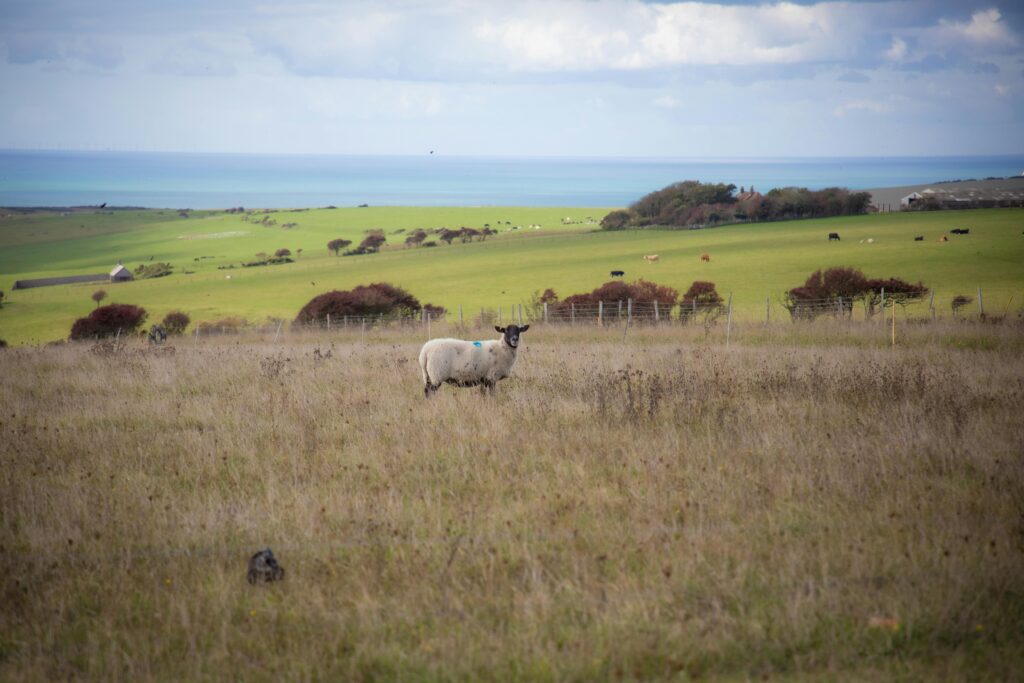 East Anglia điểm đến mới nổi ở Anh 2025